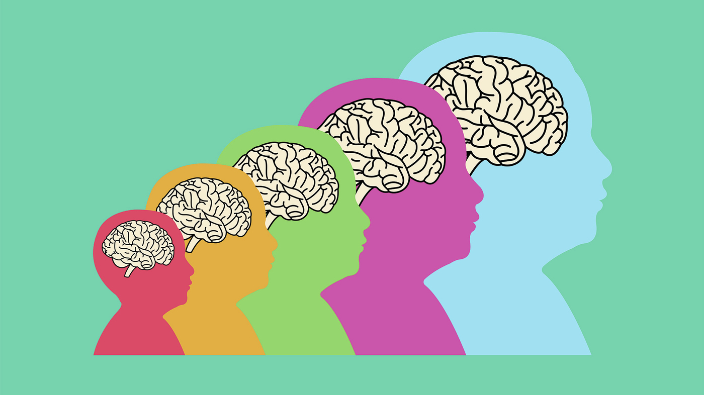Neuroanatomy